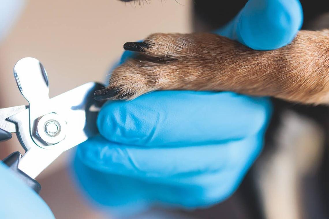  A close-up of a dog's paw getting its nails clipped. 
