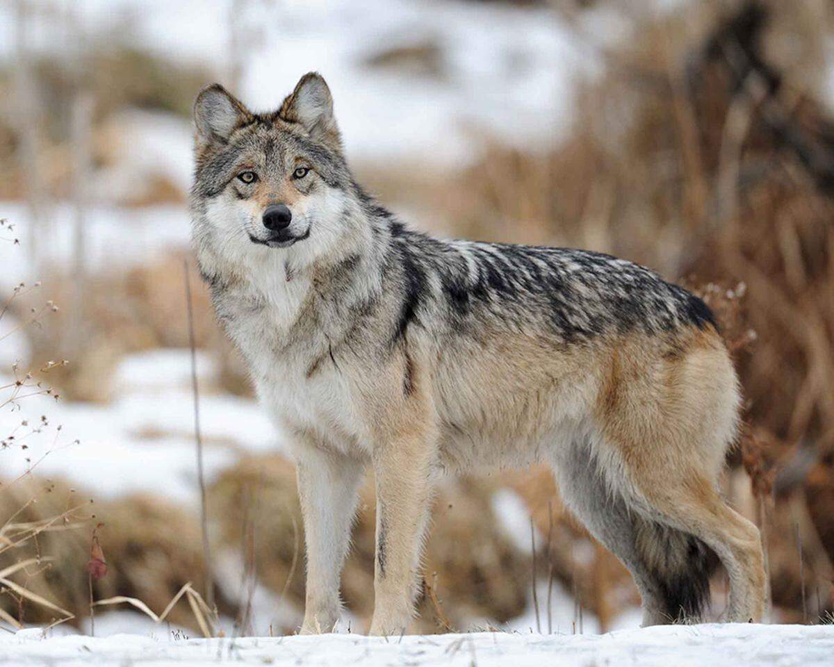 Washington state’s gray wolf population is on the rise.