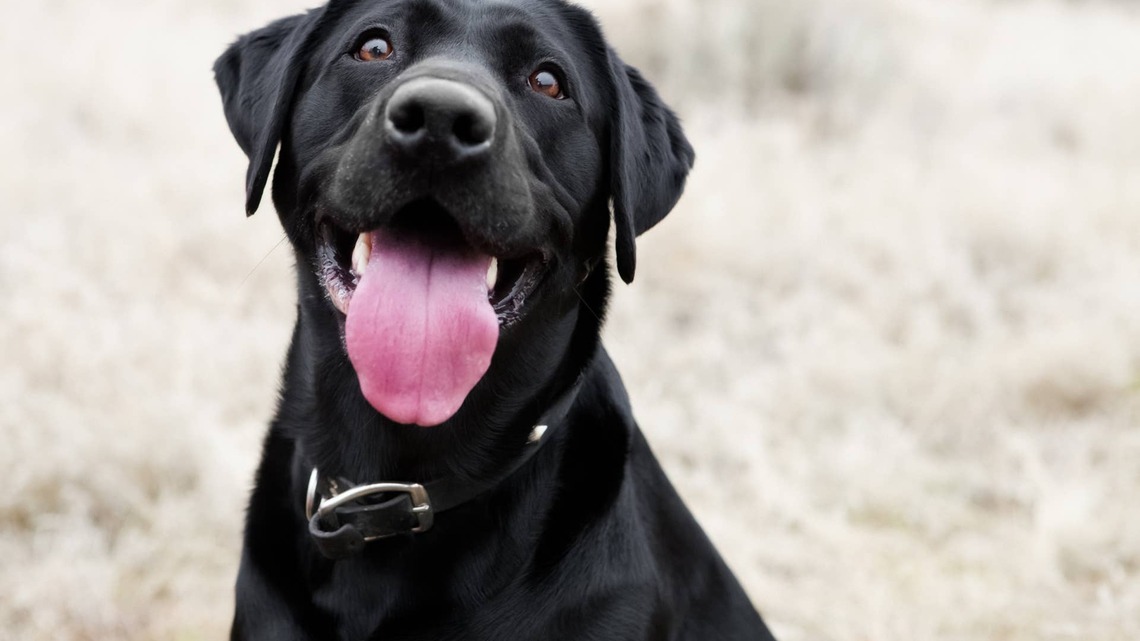 Black Labrador Has the Best Reaction After Finding Out She's Going on Vacation With Her Humans 