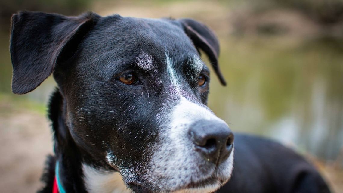 3-Legged Shelter Dog Still Hasn't Received a Single Adoption Application After 126 Days 
