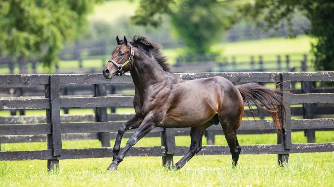 Yaupon Colt Tops Day 7 Of Keeneland September 