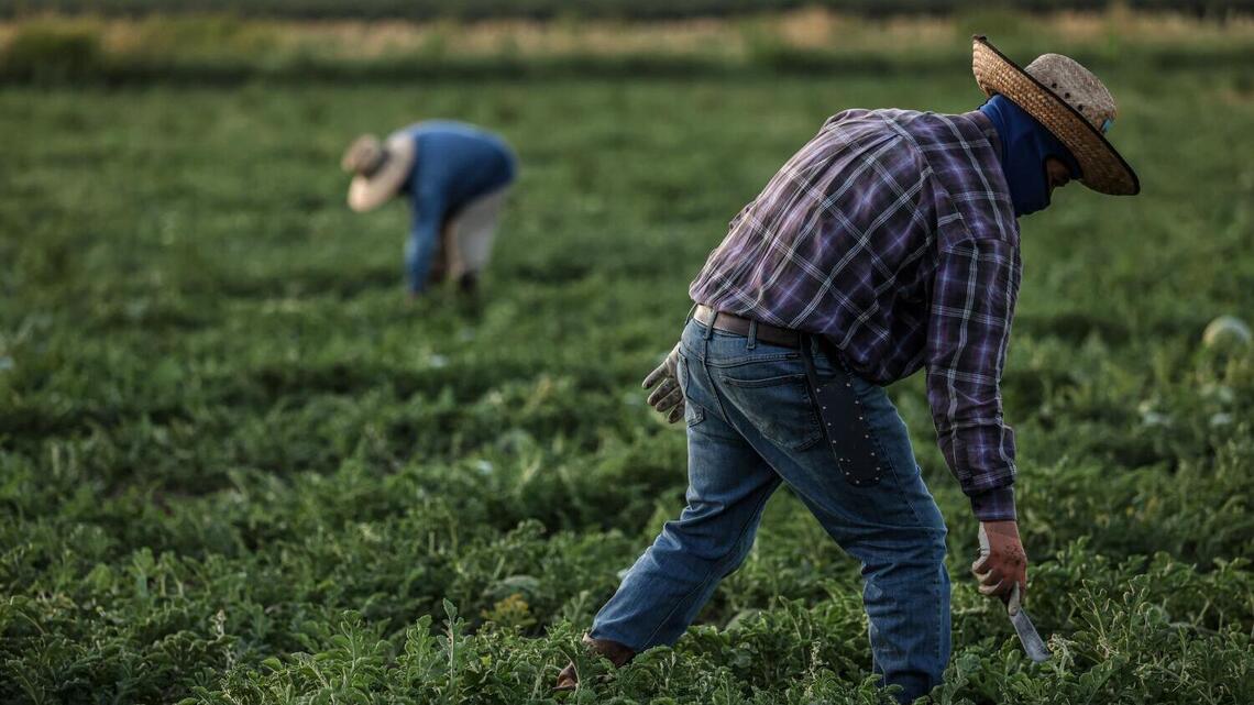 Trump administration wage cuts for seasonal farmworkers unlawful, federal judge in California rules 