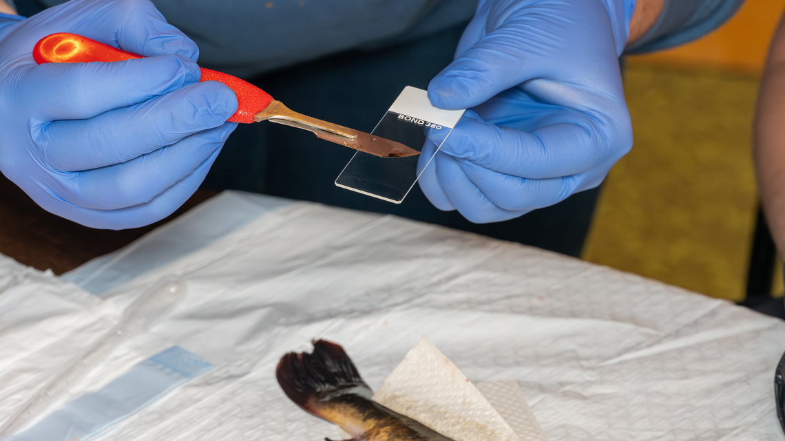 Deep in this lake, a contagious cancer is spreading