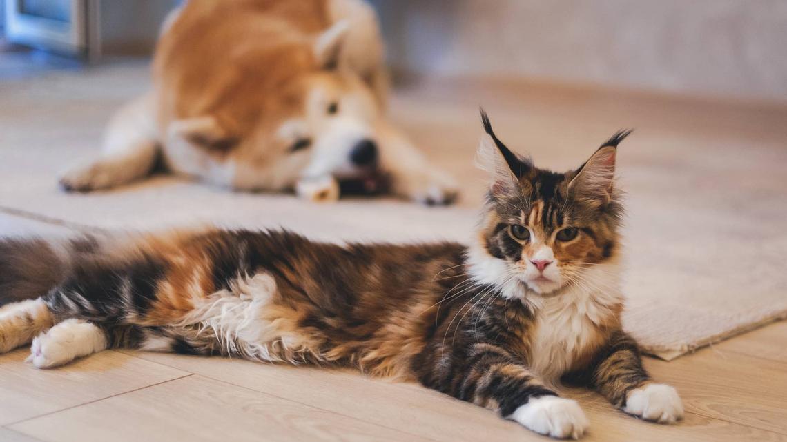 Energetic Pup Wows With Impressive Dance Moves in Intense Standoff With a Cat 