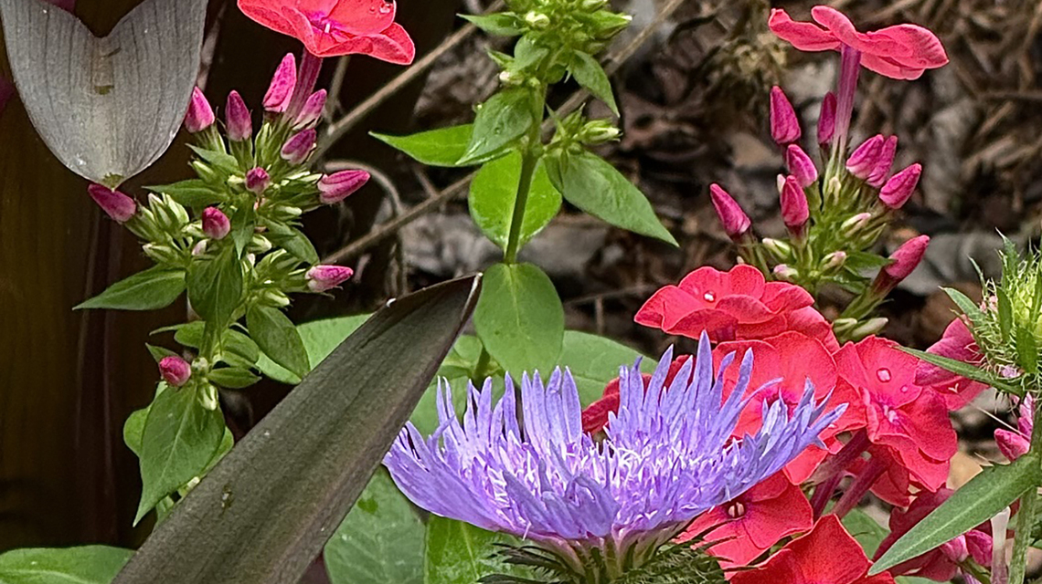 On Gardening: This perennial brings beauty, perseverance and pollinators