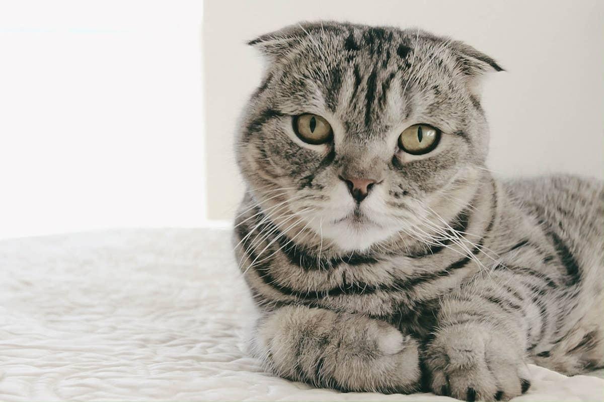 A loyal Scottish Fold cat sitting on bed.