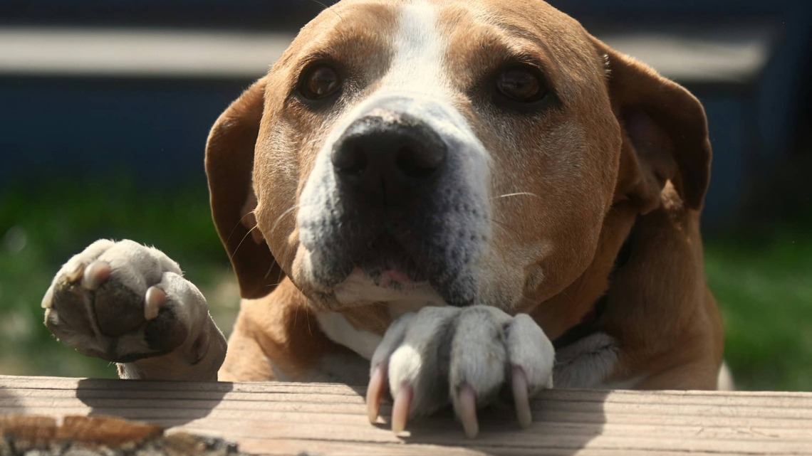 Senior Shelter Dog Abandoned by Family Meets New Dad in a 'Magical Moment' 