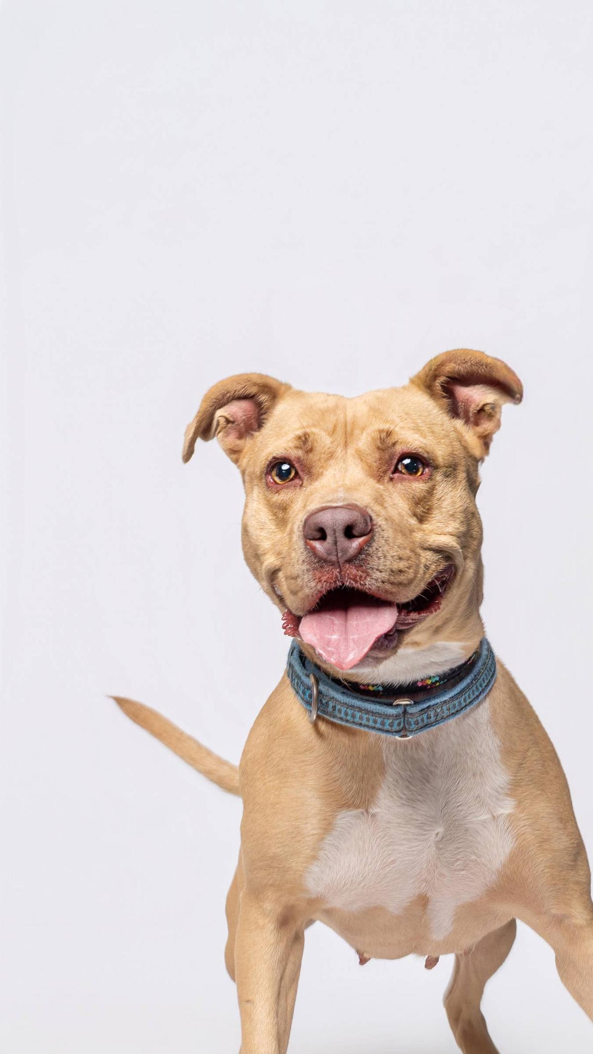  Professional photo of Lillie taken by Frances Aguilar.