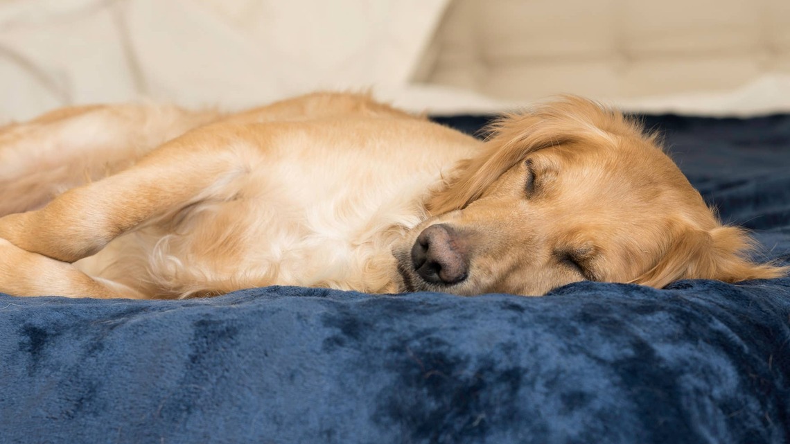 Golden Retriever Finally Gets To Sleep Next to His Toddler Bestie, and His Joy Says It All 