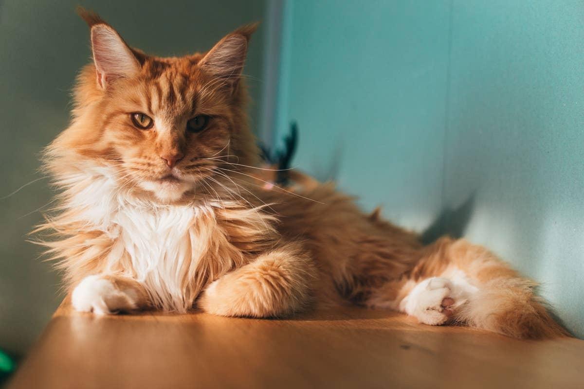  A chatty Maine Coon cat laying on the top of shelf.