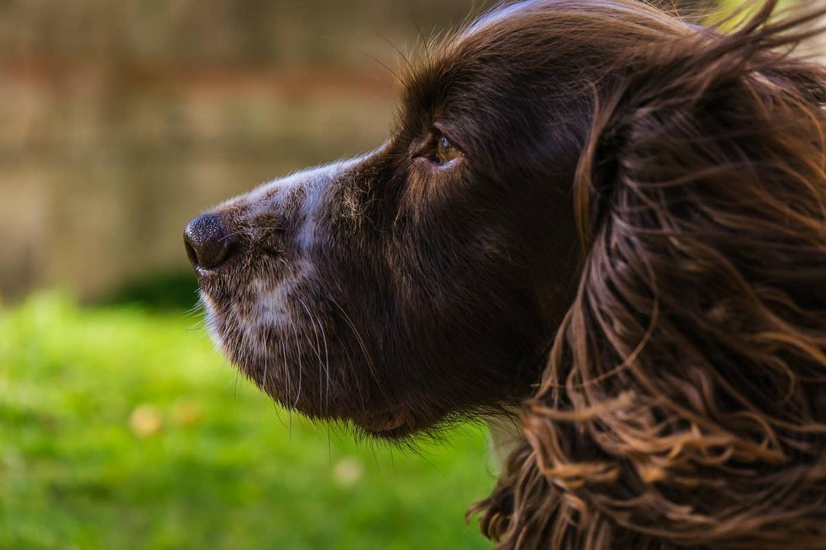  A brown Cocker Spaniel sits outside.