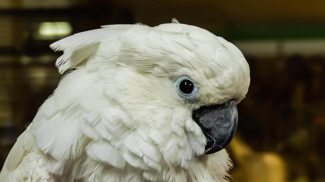 Cockatoo Has Exactly Zero Interest in Bonding With Her New Parrot Sister 