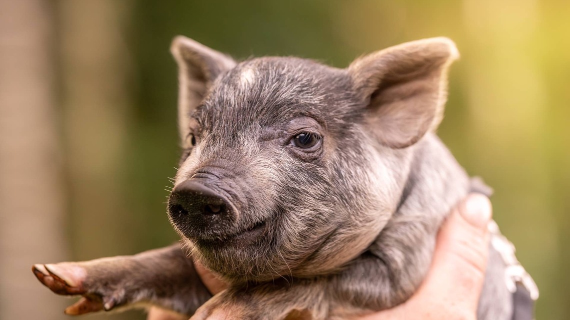 Tiny Pig Claims Her Spot in Dad's Hoodie Pocket-and Isn't Sharing 