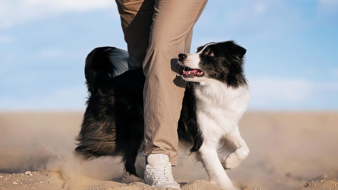 This Dancer and Her Dog Created a 'Bridgerton'-Inspired Routine Together, and It's So Cute, We Can't Stop Watching 