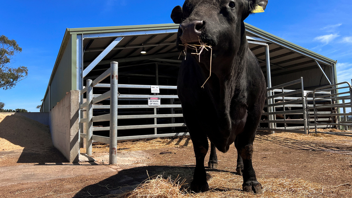 China is back in the bull semen market, but only the best will do 