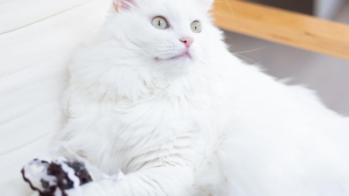 Fluffy White Cat Thinks He Caught Mice but It's Something Else Entirely 