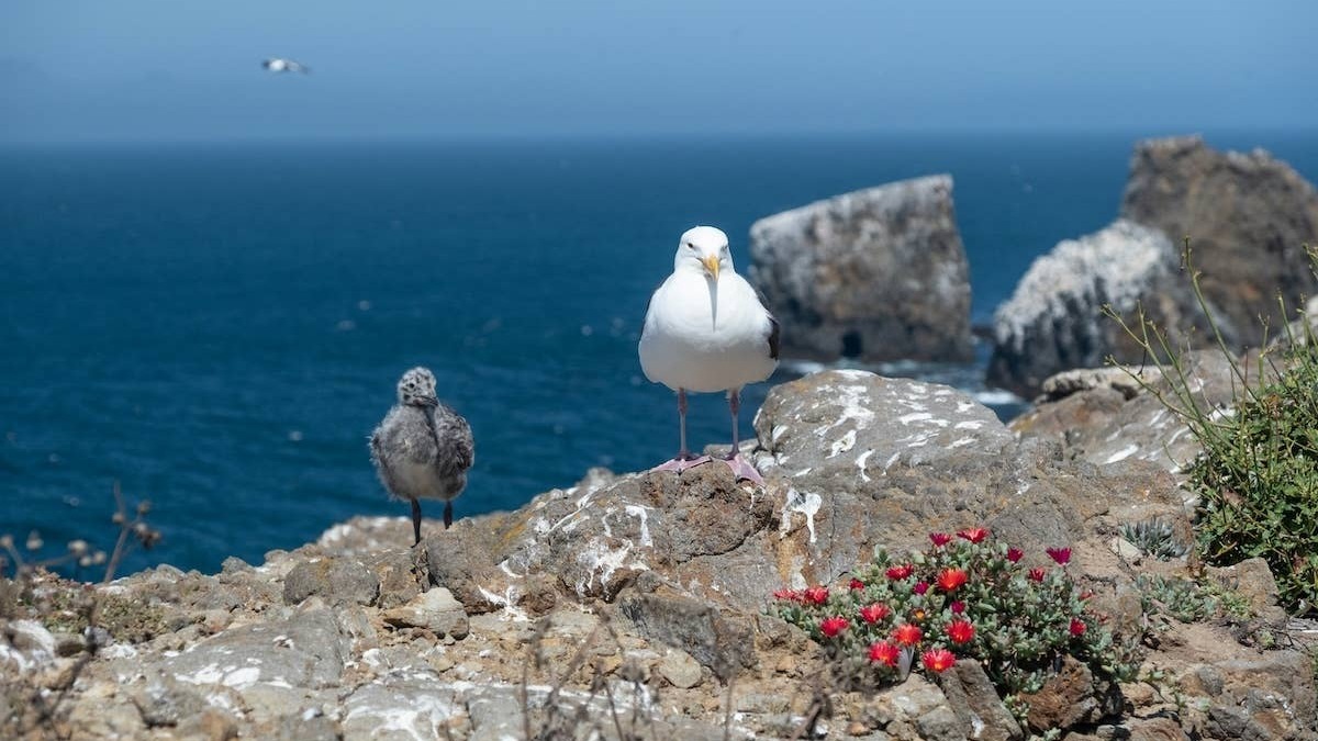 Baby seagull by the water with Mom. 
