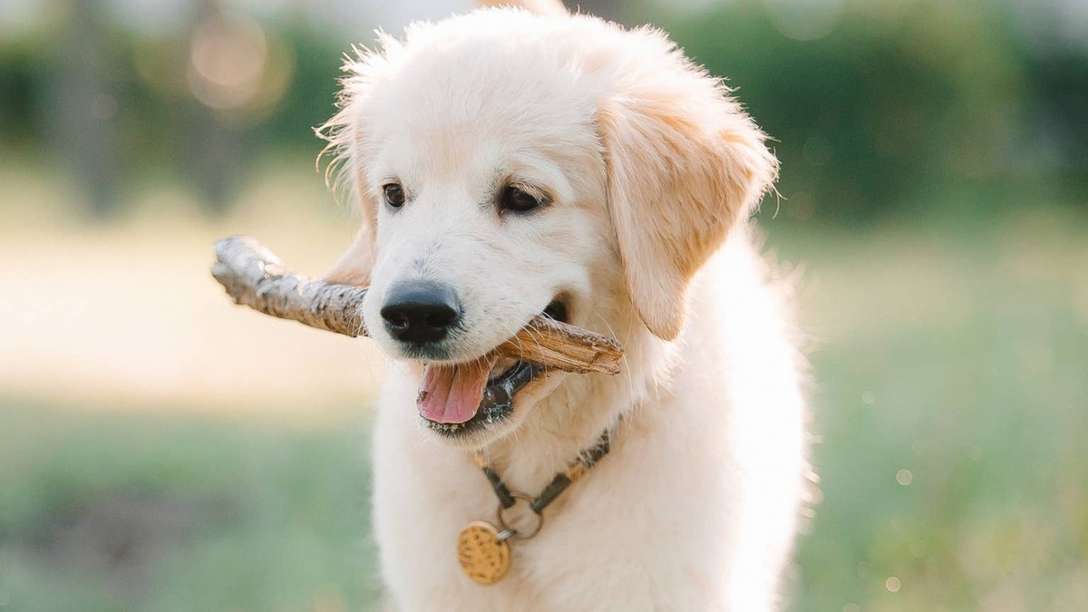Golden Retriever puppy + stick.