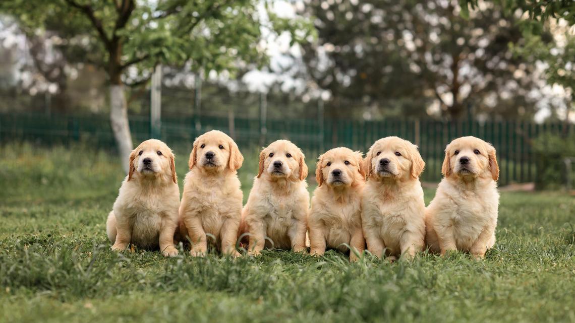 This Pet Mom Just Introduced Her Golden Retriever Puppies to the World, and We Are Not Ready 