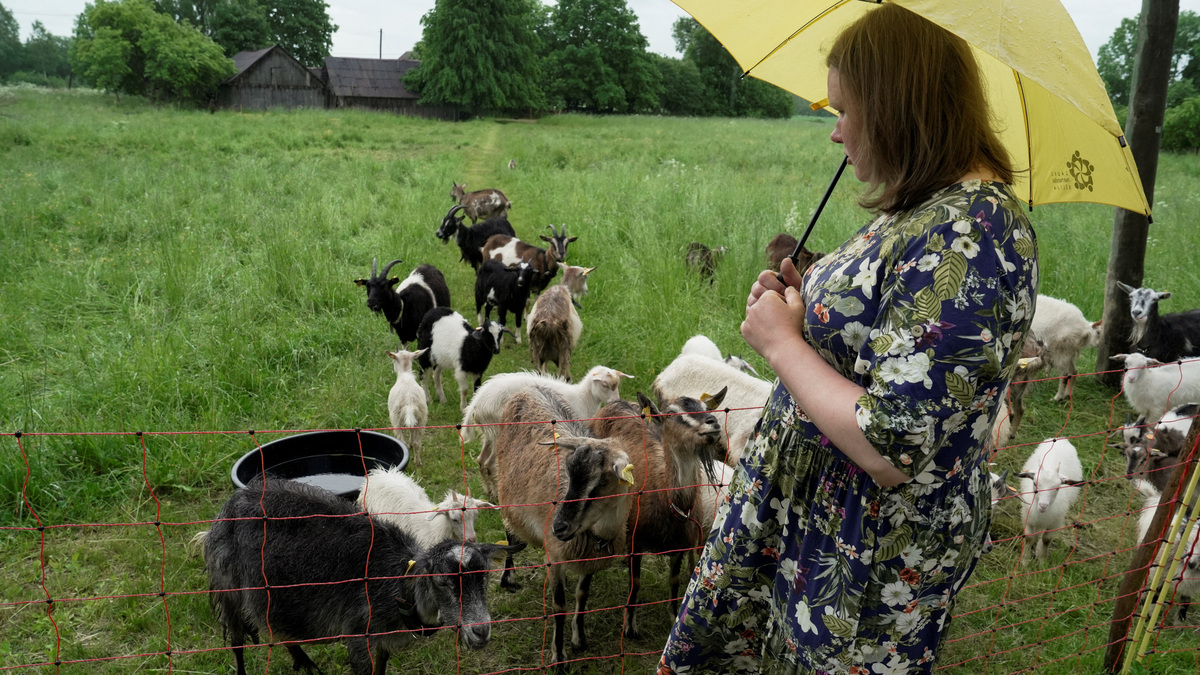 Goat farm owner and cheesmaker Jolanta Smane stands in front of goats in Rezekne county, Latvia, June 8, 2026. REUTERS/Janis Laizans