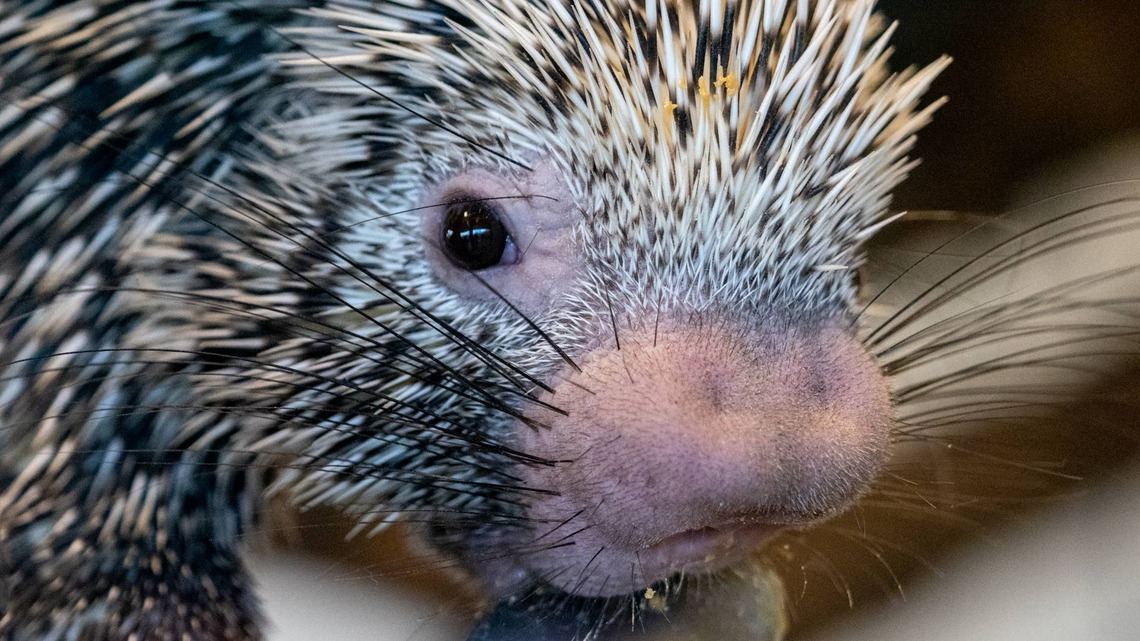 This Porcupine's Tiny Snack Break Comes With a Giant Pumpkin 