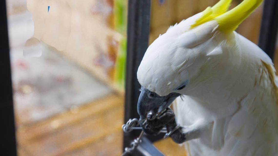 Cockatoo Reacts to Dancing Toy Like It Owes Him Money 