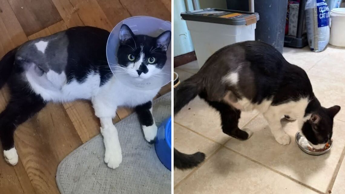 Vet Explains How to Help a Traumatized Shelter Cat Learn to Trust You 