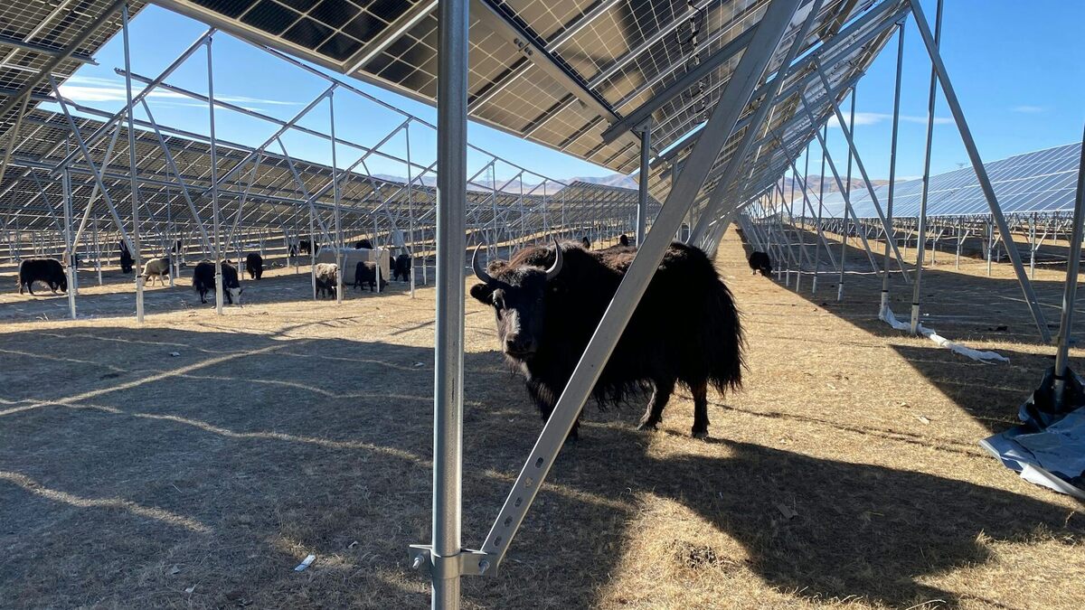 Yaks graze underneath the panels of a solar farm. Sanggay Tashi, CC BY-ND. 