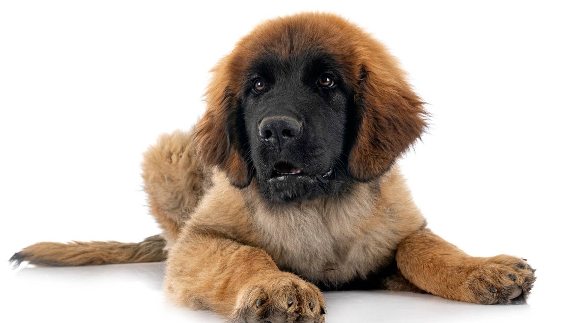 70-Pound Puppy Wants To Play With the Little Dogs, But He's Too Big 