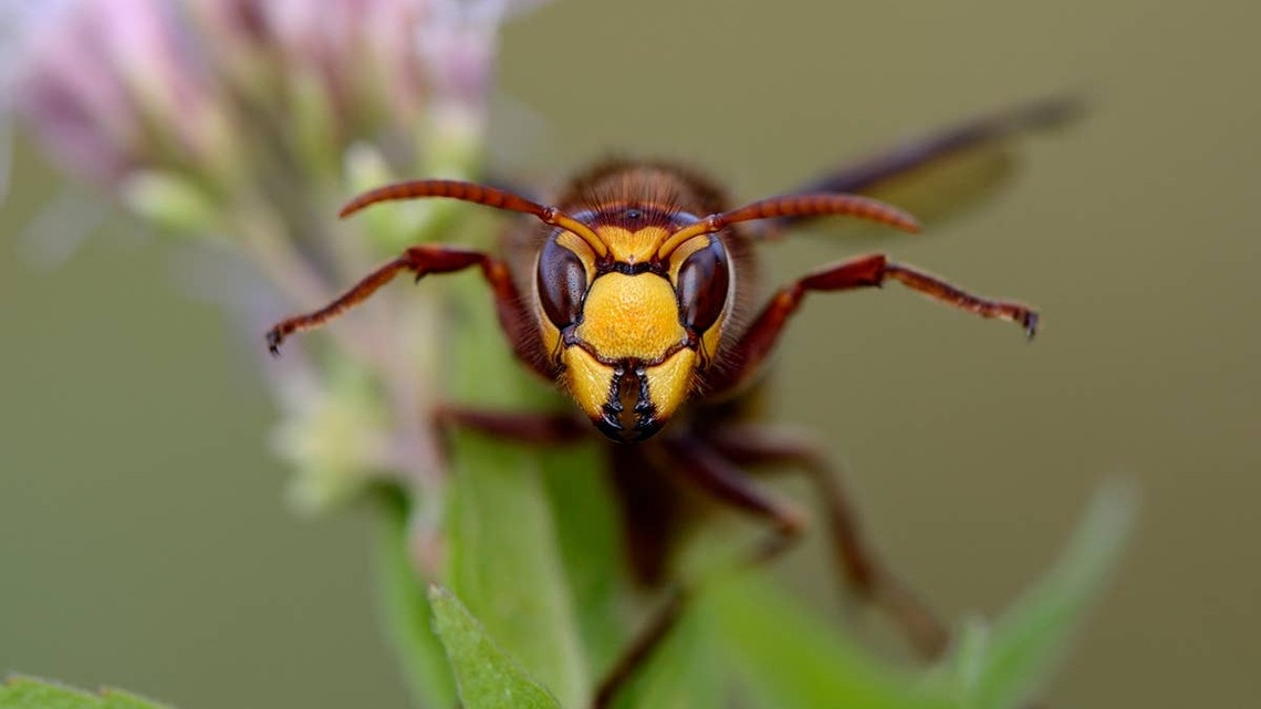 What to Do If You Find a Wasp Nest Around Your Home 