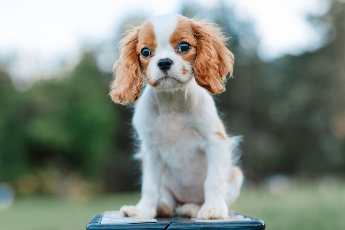  An English Toy Spaniel is a cute and cheap dog breed to own.