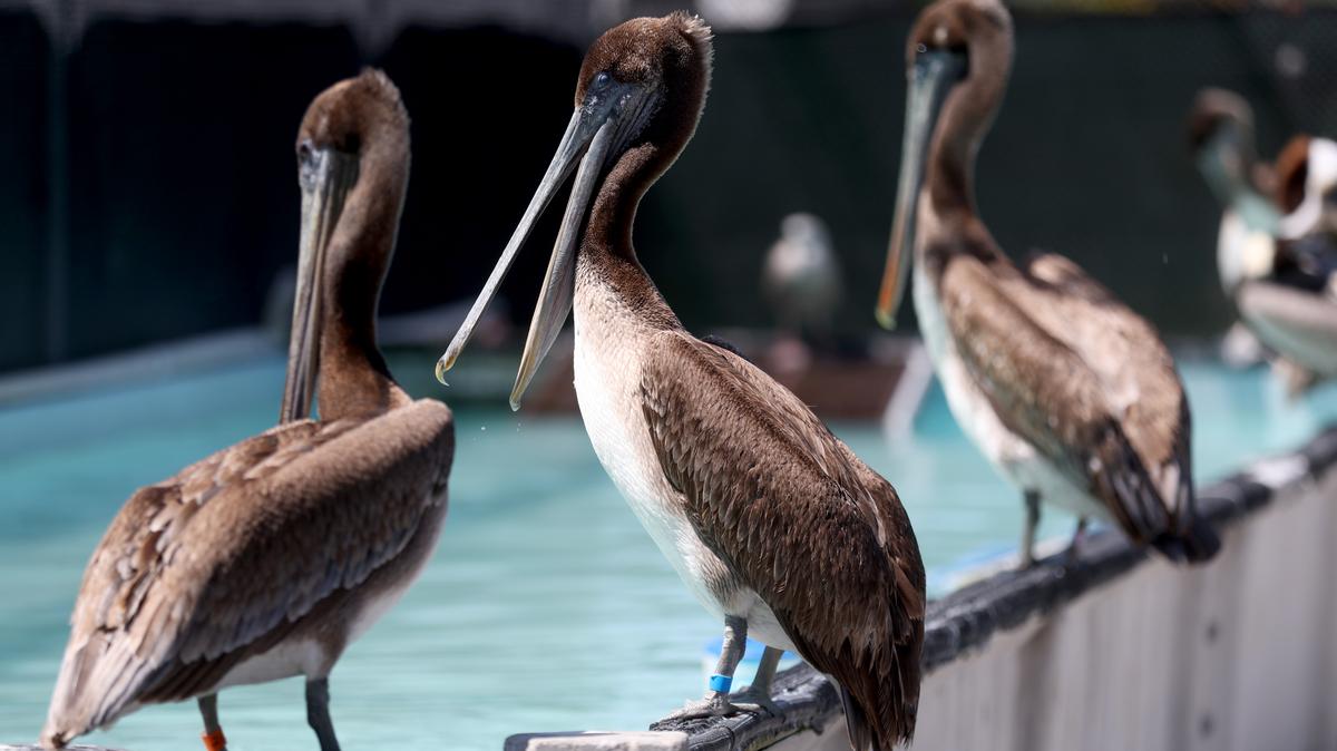 California brown pelicans in their enclosure at the International Bird Rescue center in Fairfield, Calif., on Thursday, April 30, 2026. (Jane Tyska/Bay Area News Group)