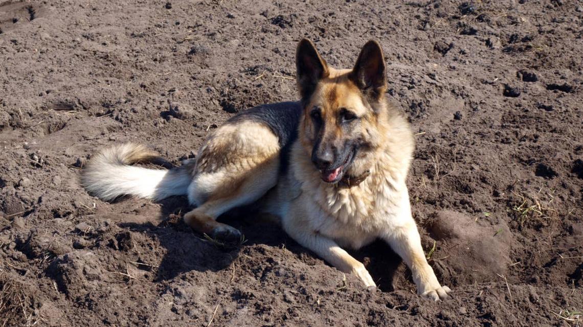 German Shepherd lying down after digging a hole in the dirt. 