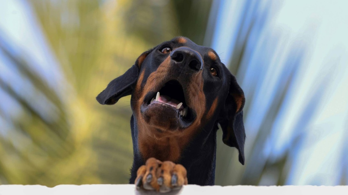 One-Year-Old 'Brokenhearted' Doberman Returned to Shelter for 3rd Time Gets an Unexpected Surprise 