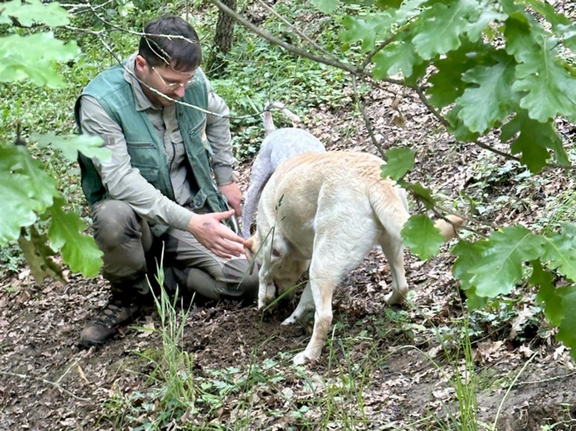 Guide Armin with dogs as they uncover truffles in the woods. Photo credit: Barbara Redding