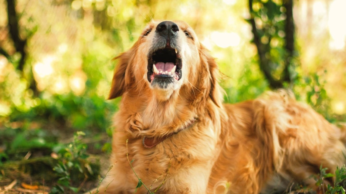 Golden Retriever's Funny 'Awoos' Make Him Sound Like an 'Overdramatic Cow'