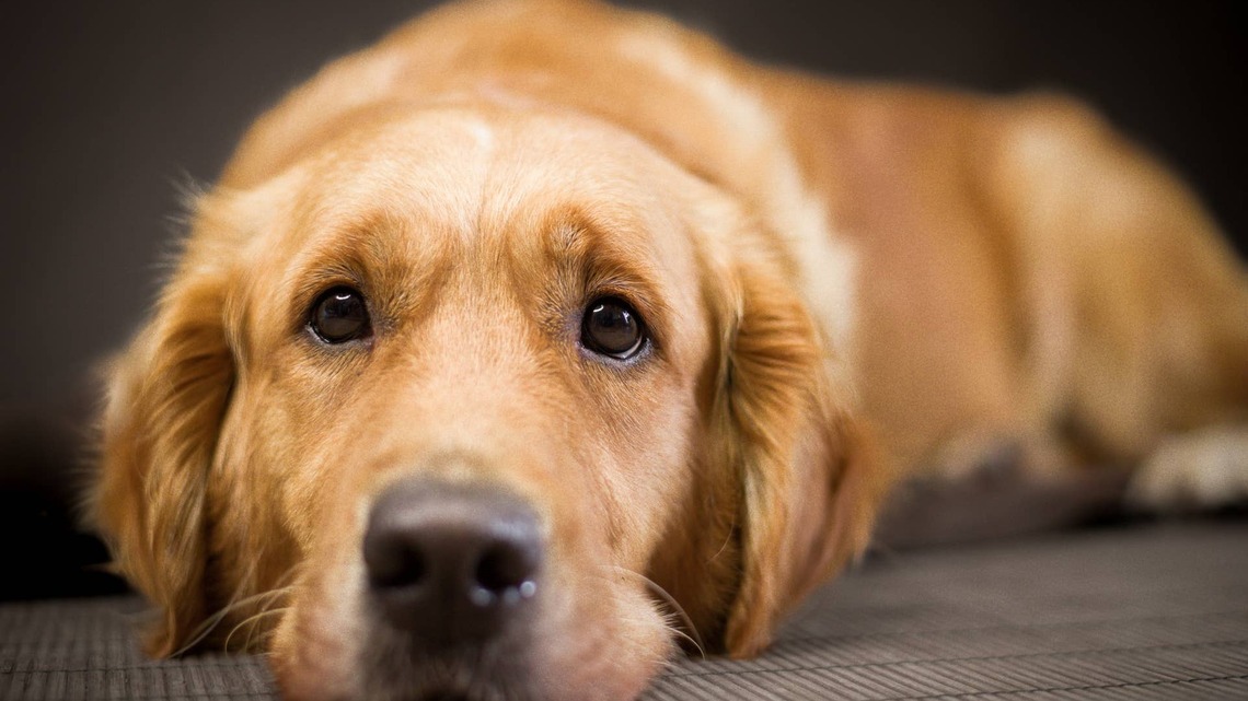 Loyal Golden Retriever Crying by Toddler's Door Gets the Cutest 'Double' Surprise 
