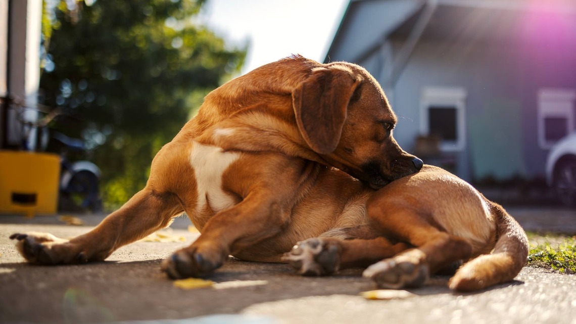 Don't Put Away the Flea and Tick Prevention Yet-Experts Say Pests Will Be Active Longer Than Usual This Fall 