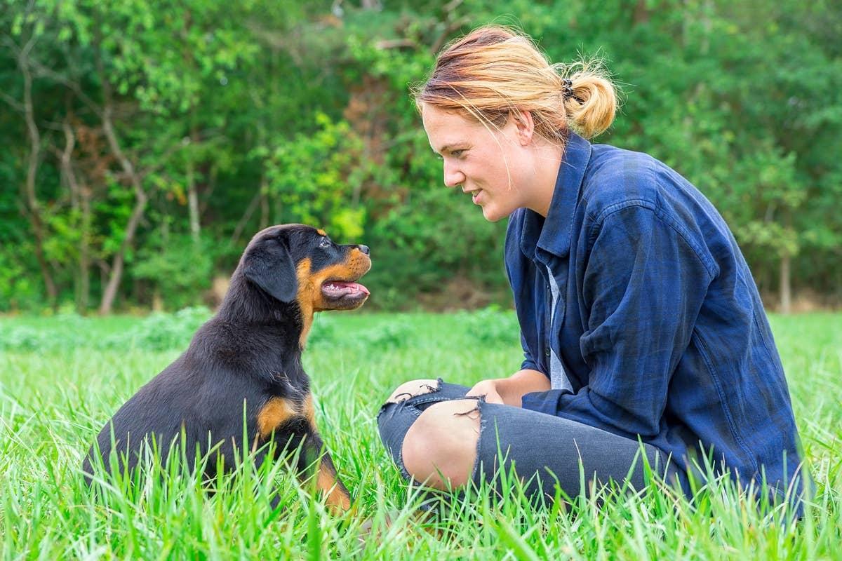  A Rottweiler puppy listening to its female owner while they're outside.