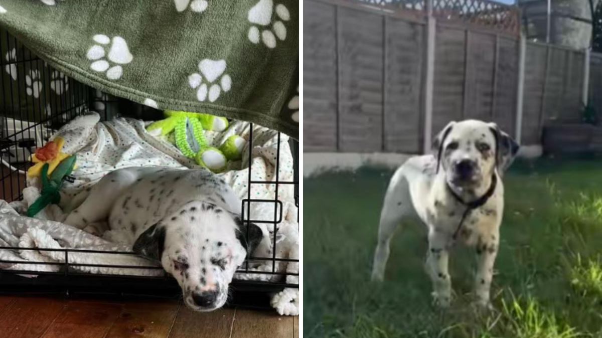Crash the Dalmatian and Staffy puppy in his crate and outside. 