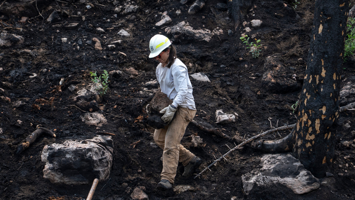 The race is on to restore a spring-fed creek torched by Dragon Bravo