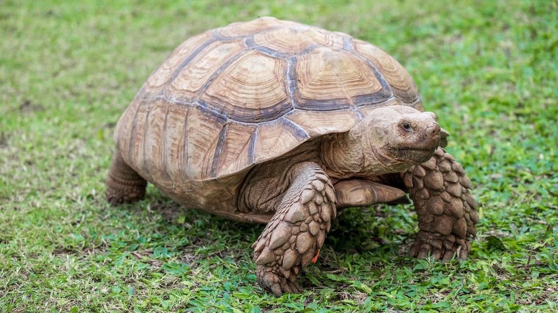 Precious Dog Sprints To Say Good Morning to His Tortoise Bestie in the Sweetest Daily Routine 