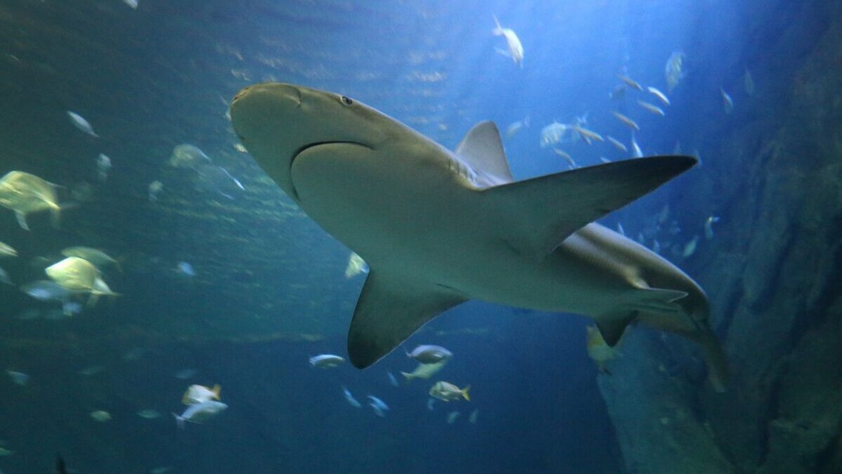 A man was killed on Saturday while spearfishing off the coast of Australia after he was bit by nearly 15-foot-long shark, the third such death in the last four weeks, officials said. File Photo by Bill Greenblatt/UPI