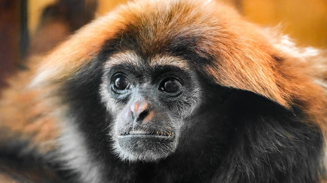 Gibbons Discovering a Ball Pit for the First Time Is the Most Joyful Thing You'll See Today 