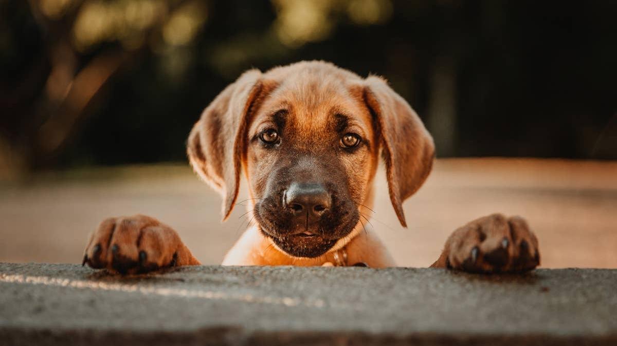 A dog running when it hears a word it recognizes. 