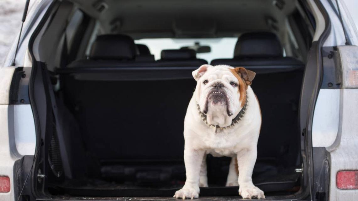 English Bulldog Jupiter Takes His Chore Duties Very Seriously When Mom Asks for Help 