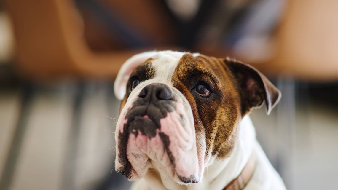 English Bulldog's Adorable ‘Sit Pretty' Routine Gets Her Attention Every Time 