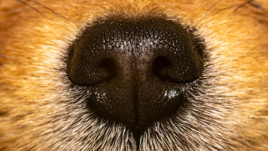 Pomeranian Mix Looks Like a Real Life Baby Bear and It's Too Much 