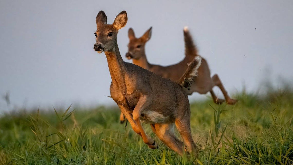 Hungry Deer Come Running When a Man Brings Out Their Treats