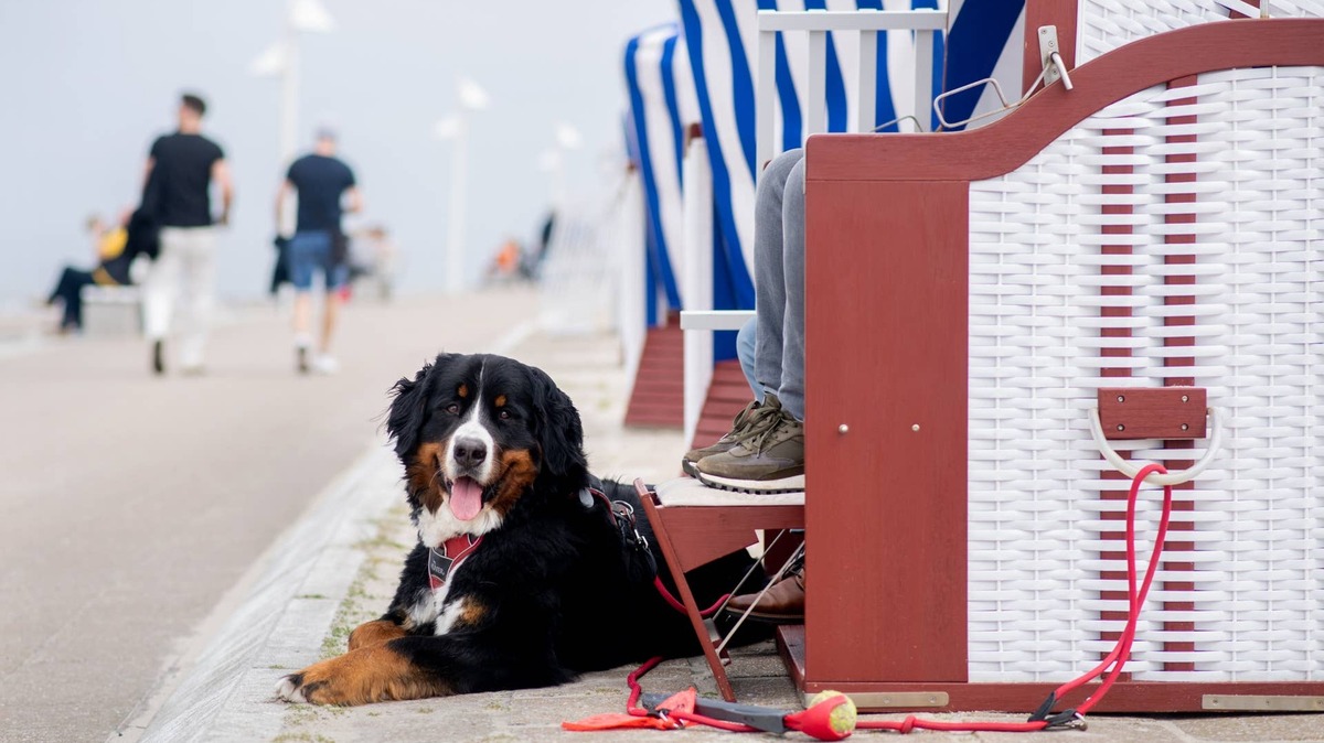 Dog at Wylder Wyndham Hotel.